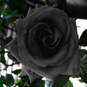 Meet your Posher, Ruby